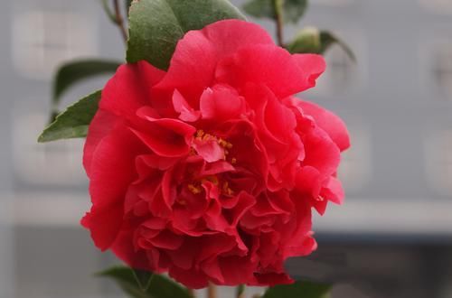 『克瑞墨』茶花克瑞墨换盆有讲究,不是你想换盆就换盆,3种换盆方法教会你