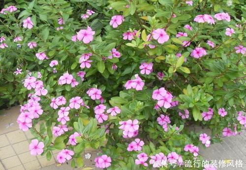 #长春花#此花开花勤快,仙气十足,天天有花赏,是家庭盆栽佳品!