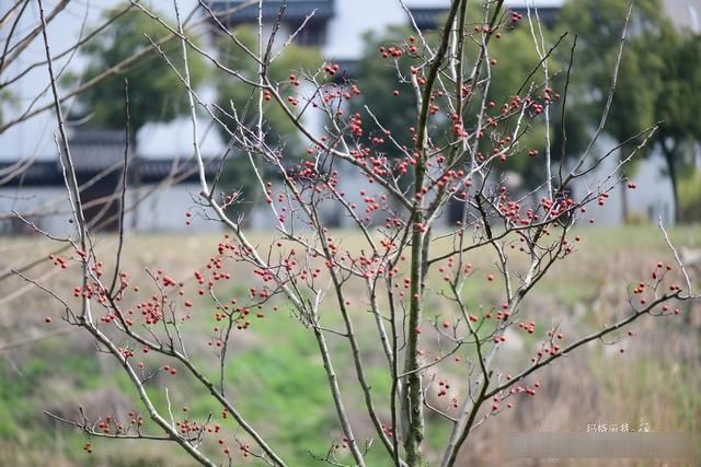  「春天」随笔：那些树果实还没掉都发芽了