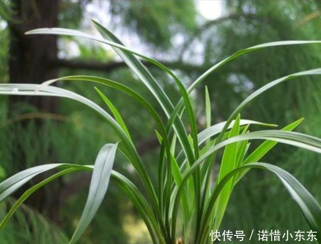 想要养好兰花第一步，先了解兰花花芽出来的时间，对症施肥开花多