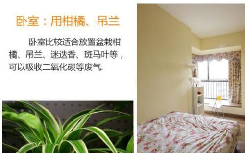  [面适合摆放]如何让家里更加的清新？4个地方摆放绿植，给你带来不一样的感觉