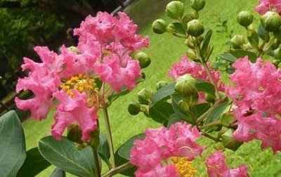 天渐渐冷起来了。 这个季节，乡村庭院里种植的观赏树是什么？