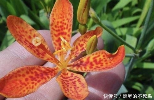  人称■山坡下的1种“野草”，人称“乌扇”，挖回家养，比月季美，珍贵