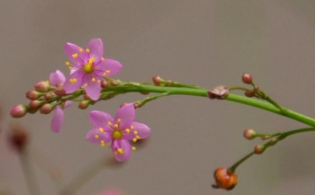 农村这种野草被称“土人参”，根部非常珍贵，你有没有见过