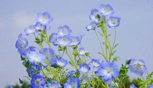  「家里」6种花，占地小开花多，摆在家里很精致！