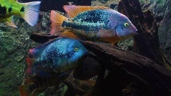  #水族市场上#美洲慈鲷之美，您细品