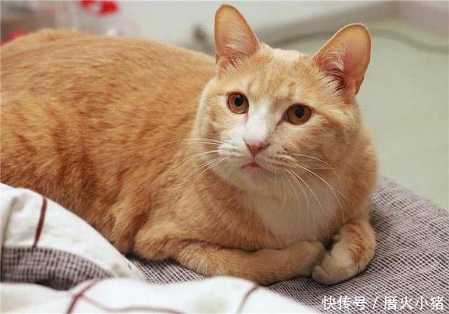  「花猫」橘猫将狸花猫当作猫脚架，狸花猫向铲屎官诉苦，铲屎官我也没辙