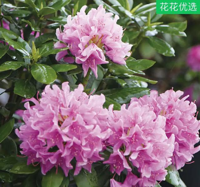  [技巧]养花技巧：这6种花千万别喷水，一喷水就烂叶，3天死翘翘！