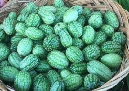  大哥|农民种植新型“小西瓜”产量不高亩产500斤 但一斤可卖20元