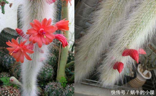  竟然|长得像猴尾巴的仙人掌，养了三年，竟然开出了百朵花！