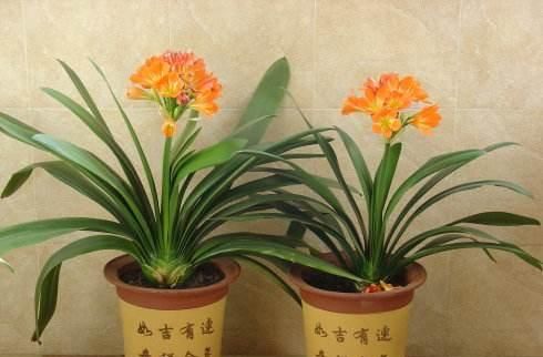  有钱人@发财树扔了吧，“2种”花，寓意招财，越是有钱人越养，我就养了