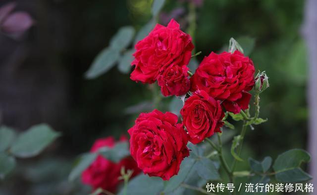  『花无』月季——只道花无十日红，此花无日不春风