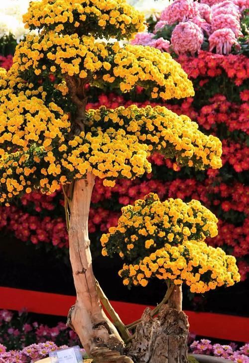 『药用价值』人养花，花养人，医生喜欢养的八种花，家里养一盆，清雅又健康！