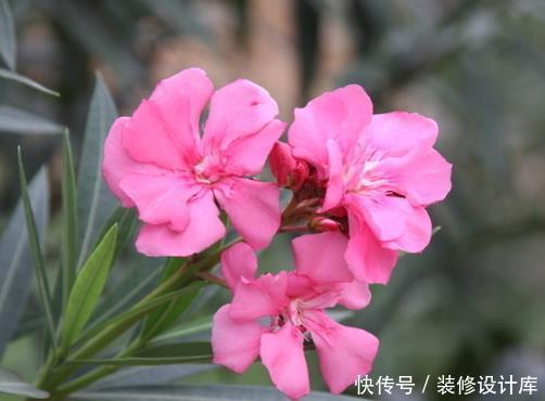  『家里』家里有这4种花赶紧扔，孩子误食会引起中毒，现在清楚不算迟