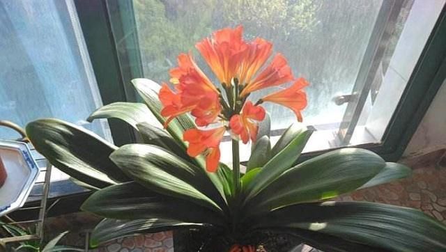  耗土|这“3种花”最耗土，一年吃“3斤”，白根挤不下，小崽爆满盆！