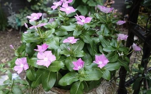 『花苞』花苞多的“3种花”,种花盆里就“成活”,养1个月冒花朵,太美