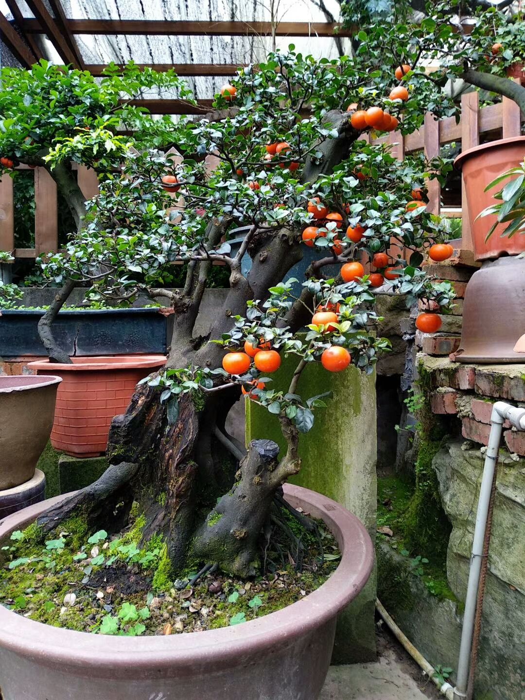 金弹子树桩盆景很有欣赏性，有的的确很美丽!