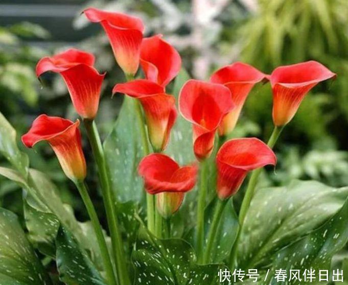 『铁线蕨』养花就养这几款,一年四季开花不断,花大色艳很漂亮,谁养谁爱