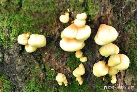  「儿时回忆」请您重视此物，多年来好稀罕，价值十分珍贵，请别