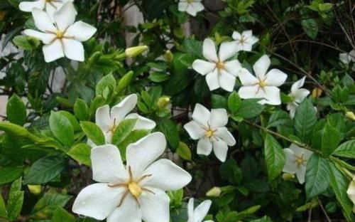 『花钱』赵大哥养栀子花,用“它”做自制肥,几乎不花钱,1次开花上百朵