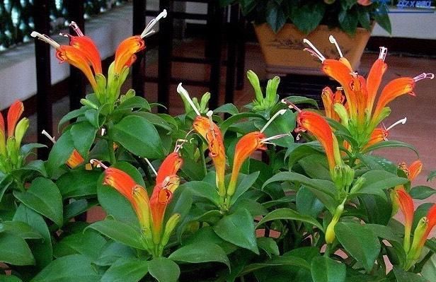  光照：家中“光照不足”，就养5种花，一盆比一盆茂盛漂亮，花美叶也美