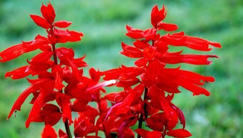  『富贵』此花花色鲜艳，花期长，容易养护，热情奔放，给家中带来富贵好运