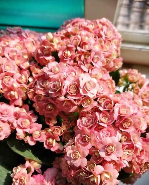  #图片作者#长寿开花不过瘾，学会1招，花苞多的能盖叶！