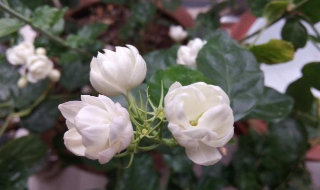  【开花数量】茉莉花开花少，只需一片柠檬，给它来杯“柠檬水”，白花呼呼开