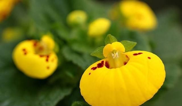 「富贵」喜欢菊花,那就养盆荷包花,花开似荷包,寓意富贵吉祥,艳丽多姿