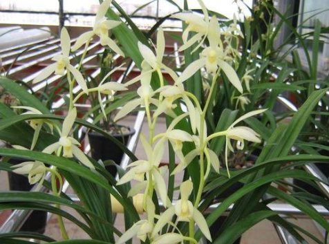  『多态』此款木本植物，一年多次开花，花期超半年，花多易爆盆，优雅多态