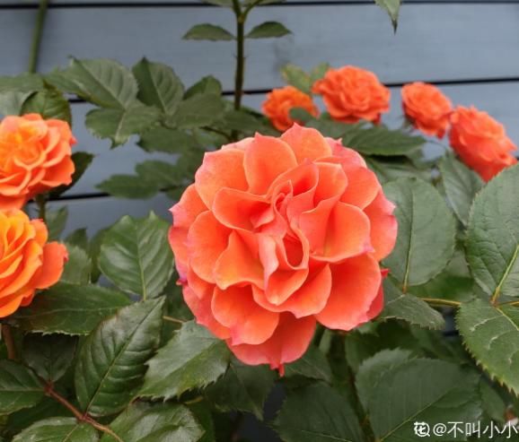#死翘翘#天热了,别给花乱施肥,小心烧根死翘翘
