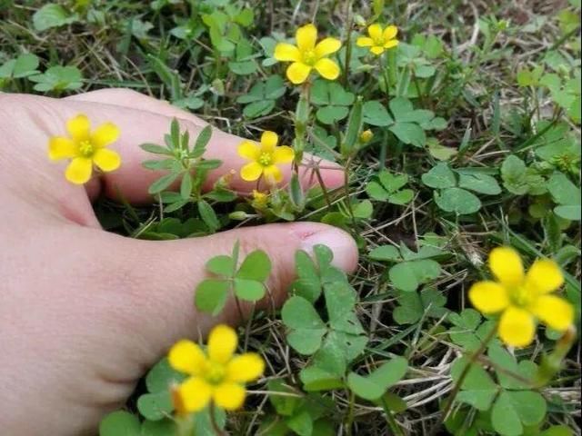  [黄花酢浆草]花盆里长出蘑菇，马上拔干净，否则就是大祸害！