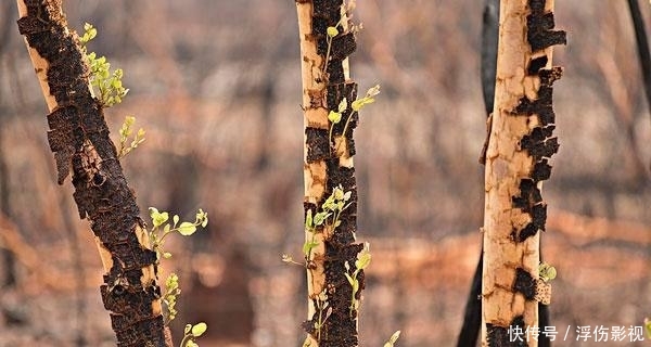 澳大利亚发生火灾的地方