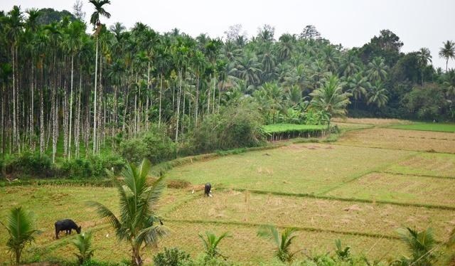 专家呼吁应允许城里人去农村买地建房子，大家怎么看？老农有话说