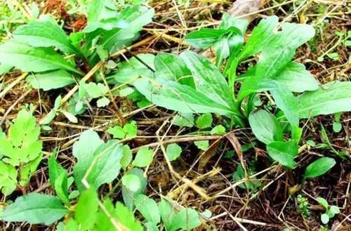 农村这野草随处可见，农民当它是杂草，殊不知还是一种很好的药草