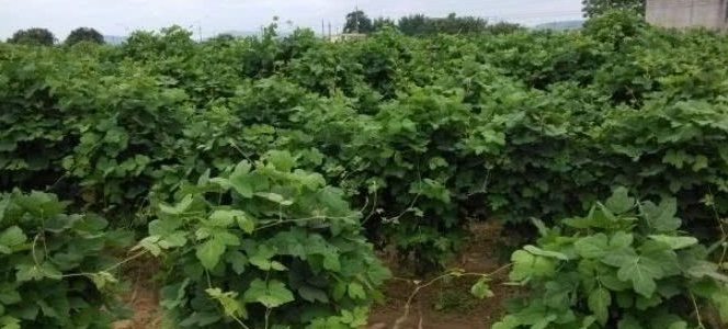 农民不种玉米，改种这种“绳子”，一斤卖2元，年赚8万元