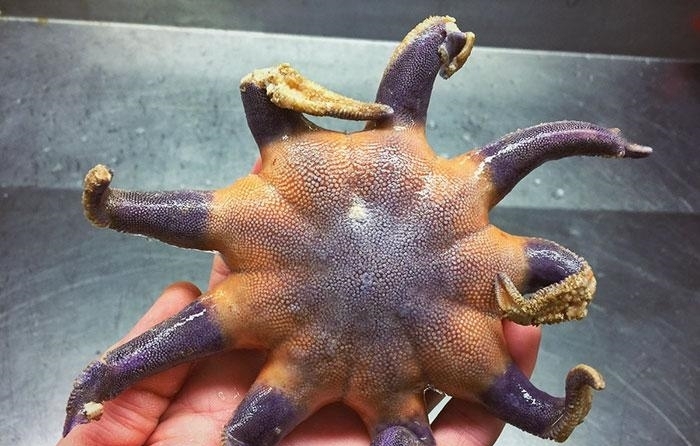 「海底」万米深海下的鱼到底有多恐怖，这已经不是鱼了