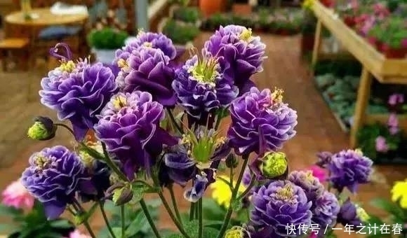 名字@一位因为名字被耽误了的华丽花卉——耧斗菜