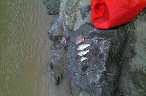  「钓到」白龙江里钓“白鱼”能钓到两斤多的就算万幸了