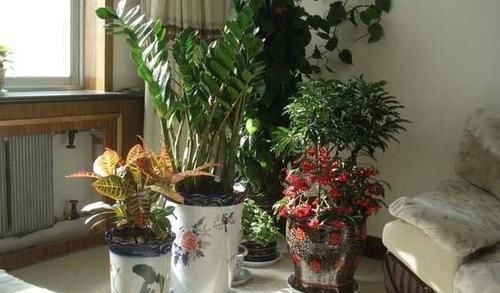  【家里】利于健康的3种花，可以多养二三盆，放在家里，少生病菌，家人好