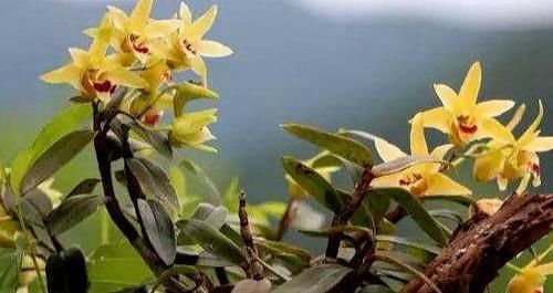  「黄灿灿」此花花色金黄灿灿，花开浓香，防癌益胃?滋阴生津，营养价值很高