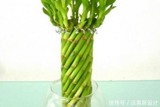 『适合』富贵竹千万别乱养,不同枝数代表不同!养错了后悔都来不及!