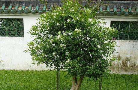  米兰：不开花都以为是米兰，开花香味扑鼻！九里香怎么养？