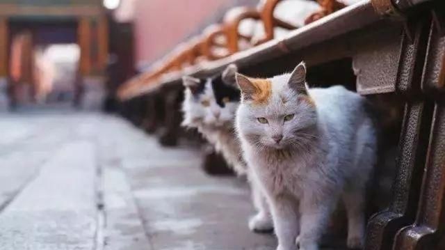 走!去故宫吸猫,181只皇家猫全都撸一遍