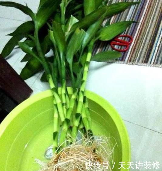 艳丽@喜欢在家中养护花卉,就选择花色艳丽,花朵硕大的3种花卉,优雅