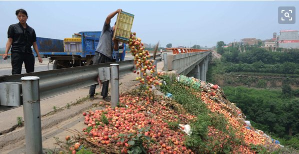  无路■5万斤果子挂树上，产地无路可销，果农哽咽，卖不出去咋过
