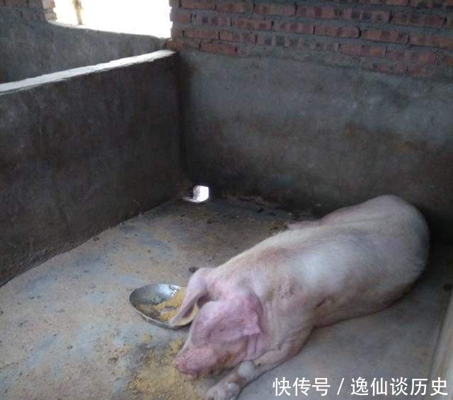  [兽医]农村人养猪的一天, 能赚到钱的没有几个!