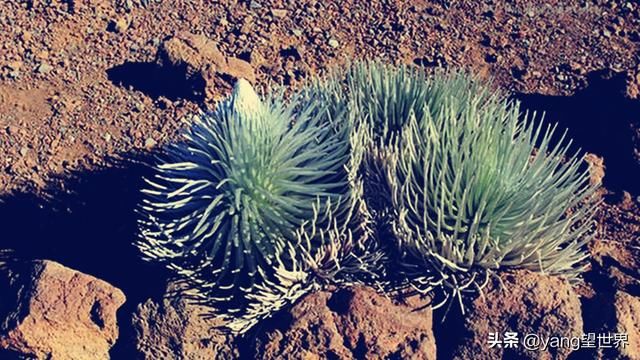 全球珍稀的植物：生长在火山口，六十年才开一次花但开完就死亡！
