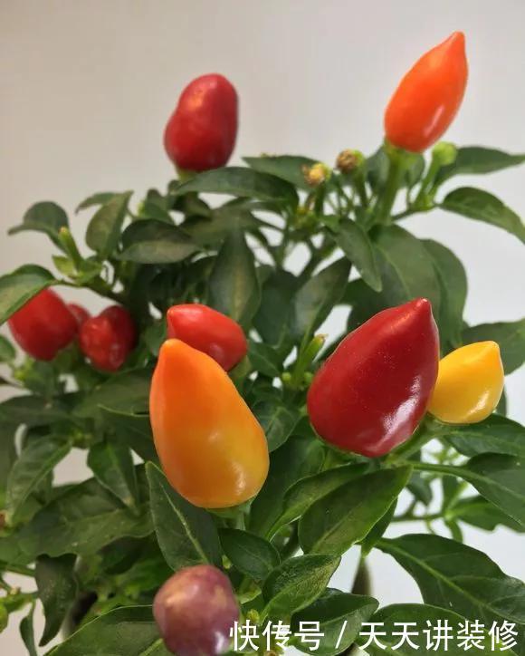 『植物』新手养花怎么选?3种花好养好看,打理太简单!