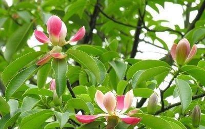  [发现]四川发现稀有树，名叫“红花木莲”，一般人没见过，更不